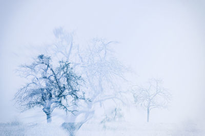 Bare tree against sky during winter