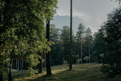 Trees in forest against sky