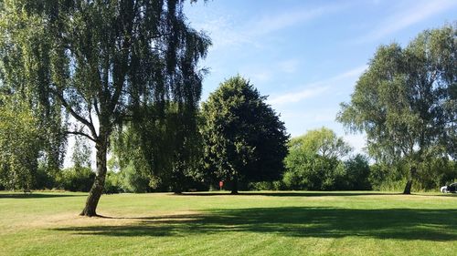 Trees on grassy field against sky