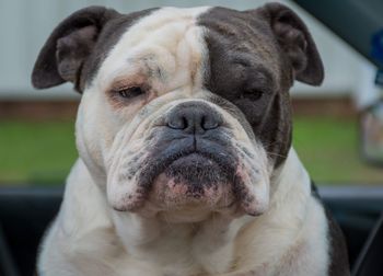 Close-up portrait of a dog