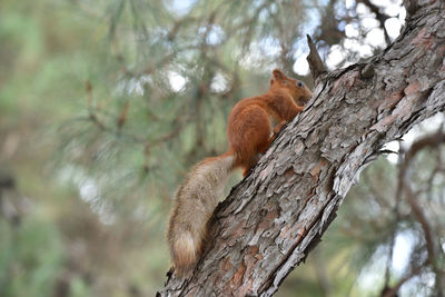 Low angle view of squirrel on tree