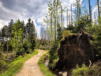 Trail amidst trees in forest against sky