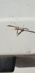 Close-up of insect on wall