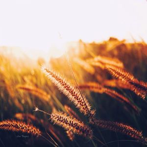 Close-up of plants growing against sky during sunset