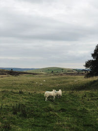 View of a sheep on landscape