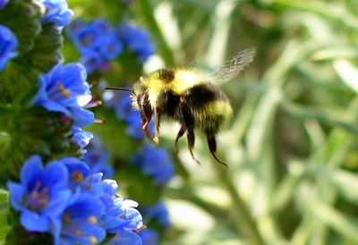 Close-up of bee pollinating on flower