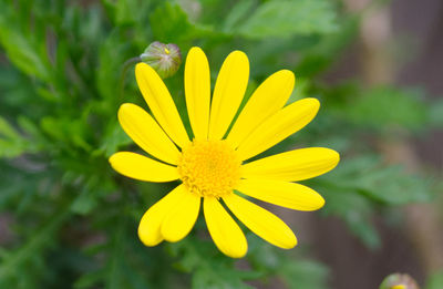 Close-up of yellow flower blooming outdoors