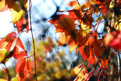 Close-up of autumn leaves hanging on tree