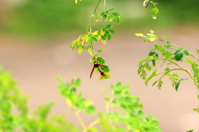 Close-up of insect on plant