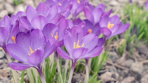 Close-up of purple crocus blooming on field