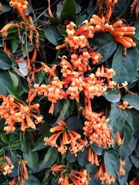 Close-up of orange flowers blooming outdoors