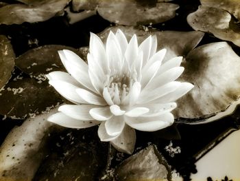 Close-up of lotus water lily in pond