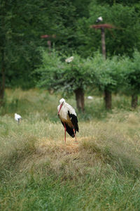 Bird standing in a field