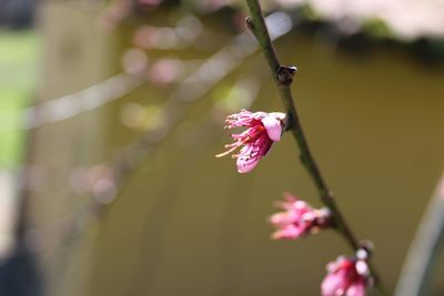 Close-up of pink cherry blossoms