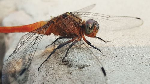 Close-up of a dragonfly