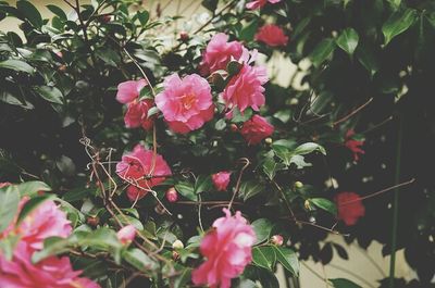 Close-up of pink flower