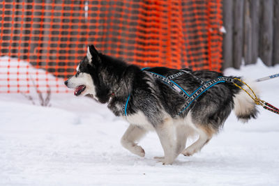 Full length of a dog on snow