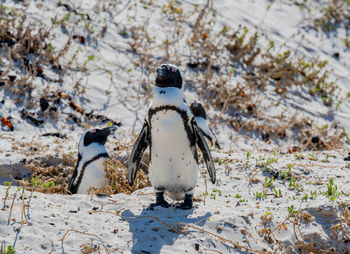 Penguins at boulders beach in simons town south africa