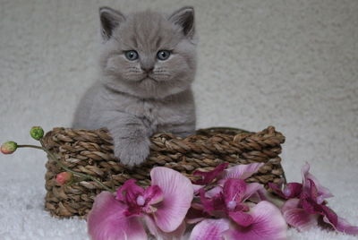 Portrait of cat sitting on wicker basket