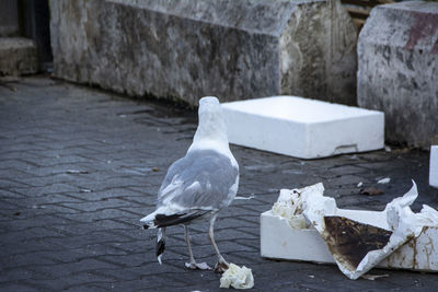 Seagulls perching on a wall