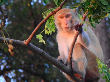 Monkey sitting on branch