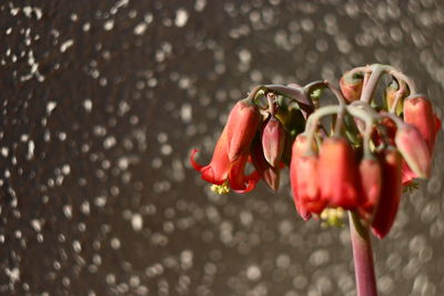 Close-up of pink roses on plant