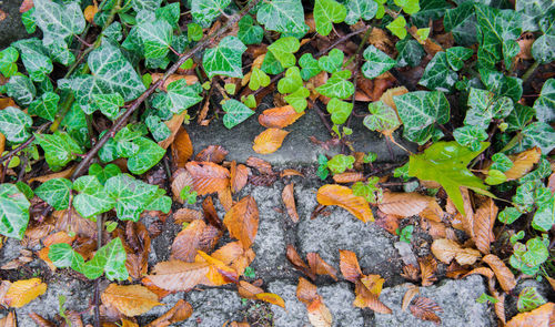 High angle view of leaves on field