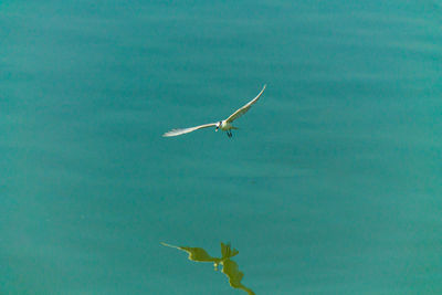 Seagull flying over sea