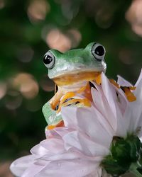 Close-up of insect on flower
