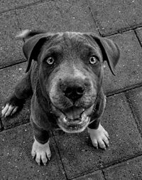 Portrait of dog sitting outdoors