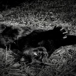 Close-up of cat lying on grass