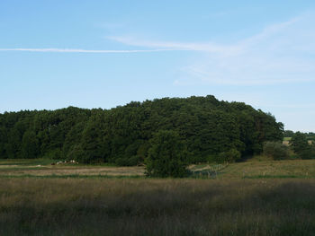 Trees on field against sky