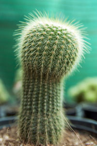 Close-up of succulent plant on field