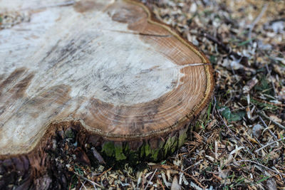 Close-up of tree stump