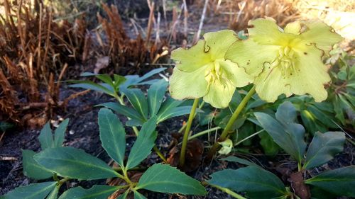 Close-up of flowers blooming outdoors