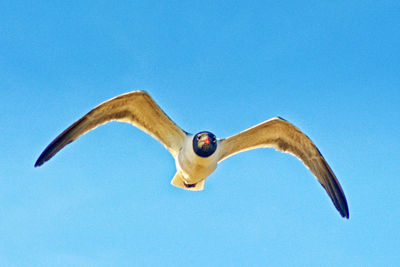 Low angle view of bird flying against blue sky