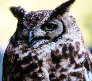 Close-up portrait of owl