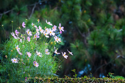 Close-up of flowers blooming outdoors