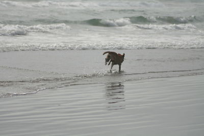 Dog on beach