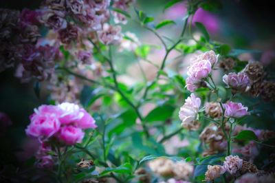 Close-up of pink flowers blooming in garden