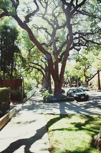 Road passing through trees