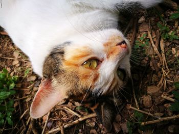 High angle view of a cat on field