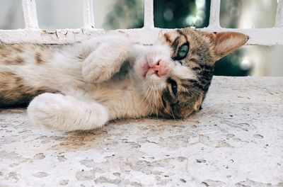 Portrait of cat relaxing on floor