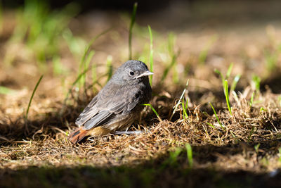 Close-up of bird perching on a field