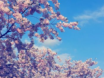 Low angle view of cherry blossom tree
