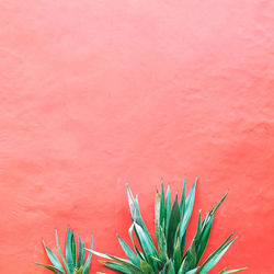 Plants on pink concept. aloe on pink background wall. minimal art