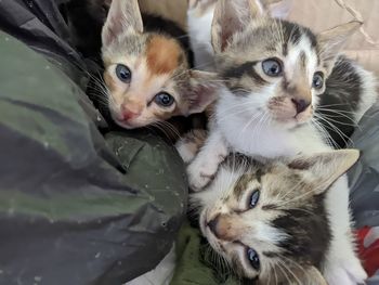 Portrait of cats on bed