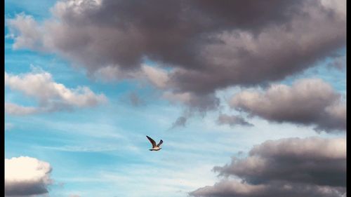 Low angle view of bird flying in sky