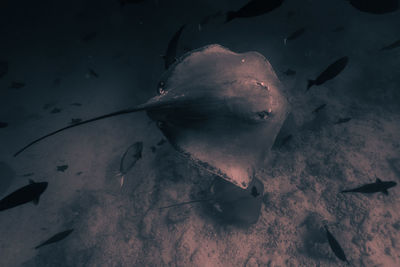 High angle view of fish swimming in sea