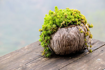 Close-up of fresh vegetables on table against tree